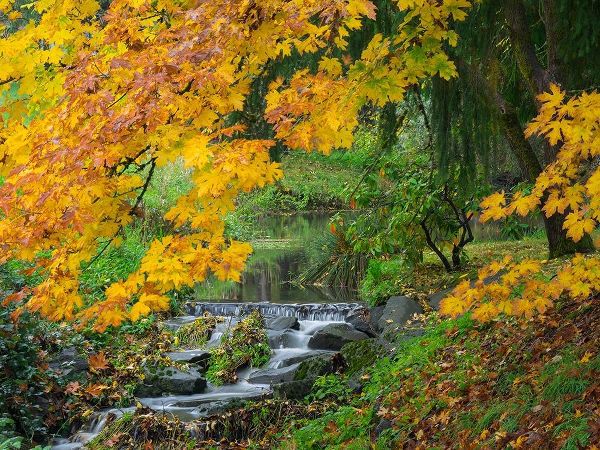 WA-Redmond-Stream and Autumn color